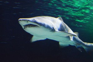 14_AnotherSharkAtKellyTarltonSealife