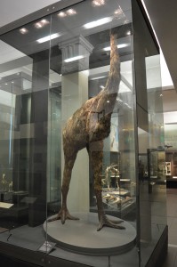 14_MoaReconstructionInWarMuseum