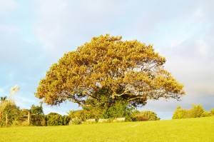 17_TheHillBehindKellyTarltonSealife