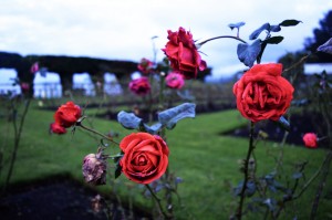 47_CloseUpToSomeRoseInTauranga'sRoseGarden