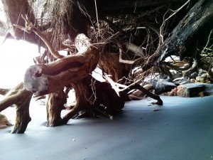 49_ATreeAtOruaBay'sBeach