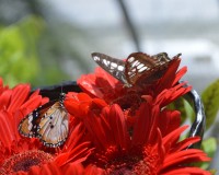 La serre aux papillons