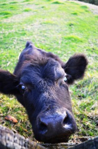 99_CloseUpOnRavitalamech1