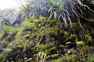 23_AnotherViewOfThePlantsWall