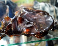 Kauri Gum (plus elle est sombre, plus elle a été chauffée)