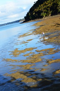 28_AnOldLadyCollectingOnCornwallisBeach