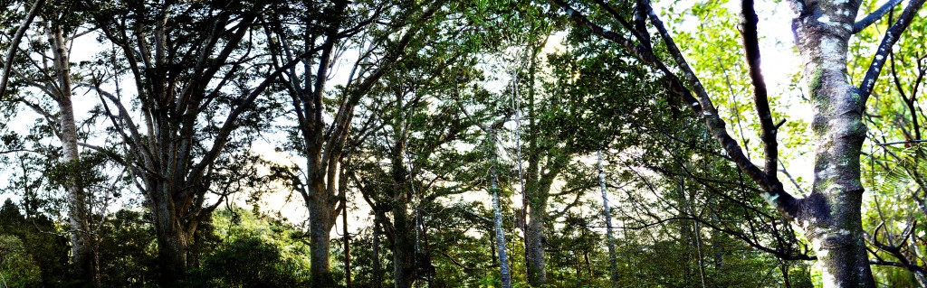 32_PanoramicOfKauriCathedral