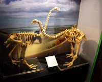 Te Ahu Heritage Museum : Squelettes de moas
