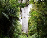 Tane Mahuta (& Alex)