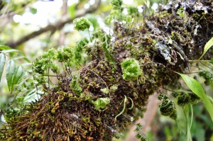 9_CloseUpOnSomePlantsAtWaipouaForest