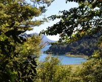Te Urewera Forest