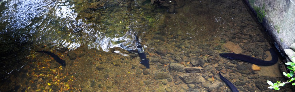 10_PanoramicOfTheEelAtMountBruceSancturary