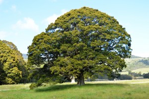 12_CloseUpOnATreeAtCannanCampground