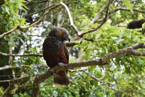 19_AndAnotherKakaAtFeedingTimeInMountBruceSancturary