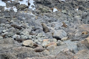 27_AnotherShotOfTheSealColonyOnCapPalliser'sBeach