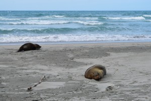 29_AnotherViewOfTheSealsSleepingAtFossilPoint