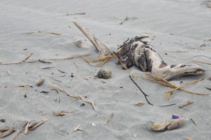 46_TheOysterCatcherEggAtWhararikiBeach