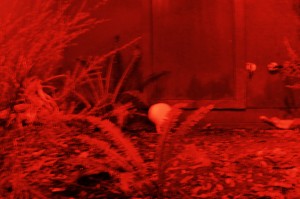 5_MapunaSearchingSomeStuffInTheKiwiReconstituedHabitatInMountBruceSancturary