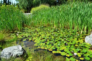 63_AnotherViewOfMayuziGardens