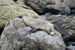 7_AnotherSealOnCapPalliser'sBeach