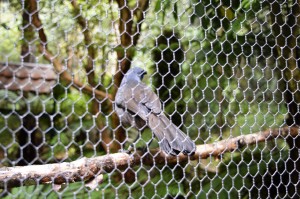 8_KokakoInHerCageAtMountBruceSancturary