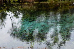 32_AnotherCloseUpOnTeWaikoropupuSprings