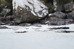 134_YetAnotherPenguinNestingBehindASealAtAllansBeach