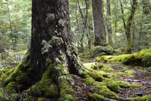 47_ABigTrunkInFangorn'sForest