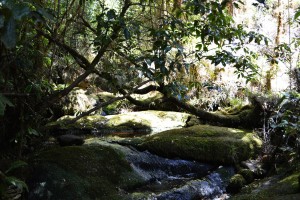 4_ATinyStreamAlongOpararaArchTrack