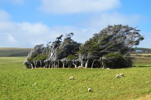 50_SomeOtherLeanedTreeAtSlopePoint