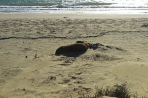 61_ASealAtSurriatBay