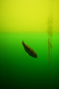 89_TheSeparationBetweenFreswaterAndSeawaterInMilfordSounds'Obeservatory