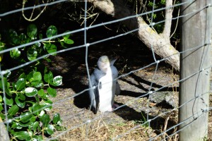 118_StillTheYellowEyedPenguinNearTheFenceAtKatikiPoint
