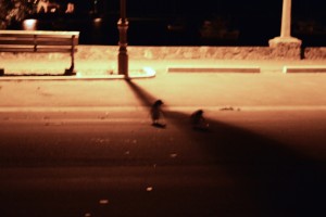 128_TwoBluePenguinsOnTheRoadAtOamaru