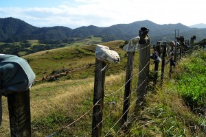 18_SomeShoesHangingOnAFenceAlongTheRoadFromPortCharlesToCoromandelTown