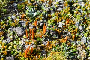 22_CloseUpOnThePlantsAtTranslatorTowerOnMountTaranaki