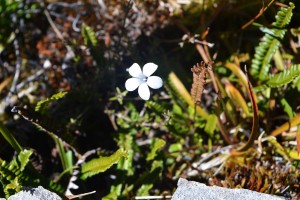 27_CloseUpOnAMountainDaisyInArthurPass