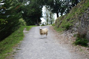 3_ASheepOnTheRoadToMountMaunganui
