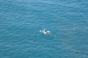 44_YetAnotherViewOfTheWaleInKaikoura