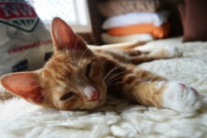 4_YetAnotherCloseUpOnCruise