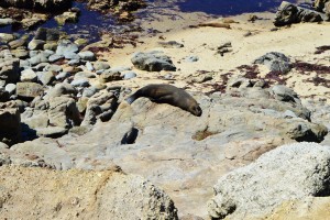 89_CloseUpOnASealAtShagPoint